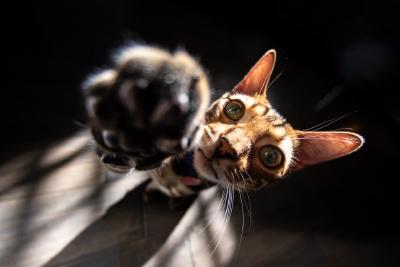Kitten with outstretched paw toward camera