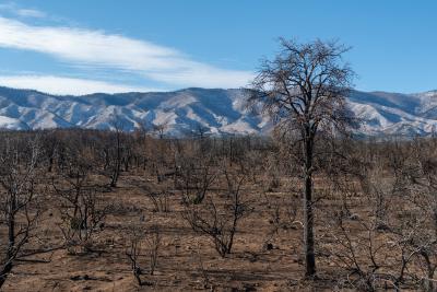 A desert landscape in winter with snowy mountains in the distance and evidence of a controlled burn in the foreground.