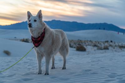 A dog standing in the dunes at White Sands National Park