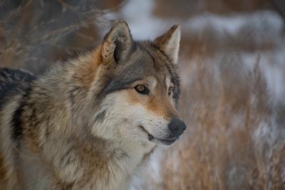 A wolf-dog in the snow at Wild Spirit Wolf Sanctuary