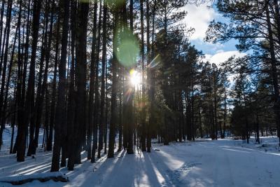 Sun through the trees in a snowy forest